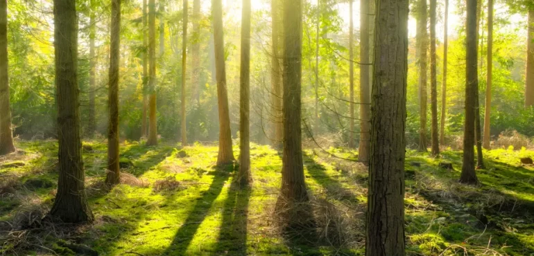 Basında Biz Yeni Şafak